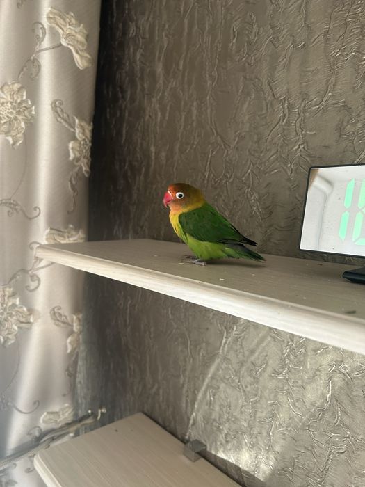 продам попугая неразлучник