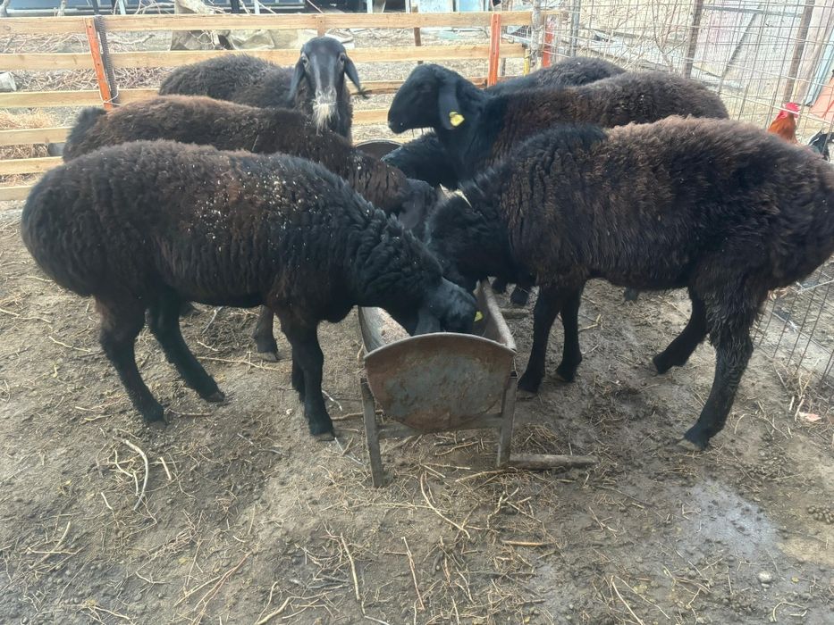 Қошқарлар бордақы семіз