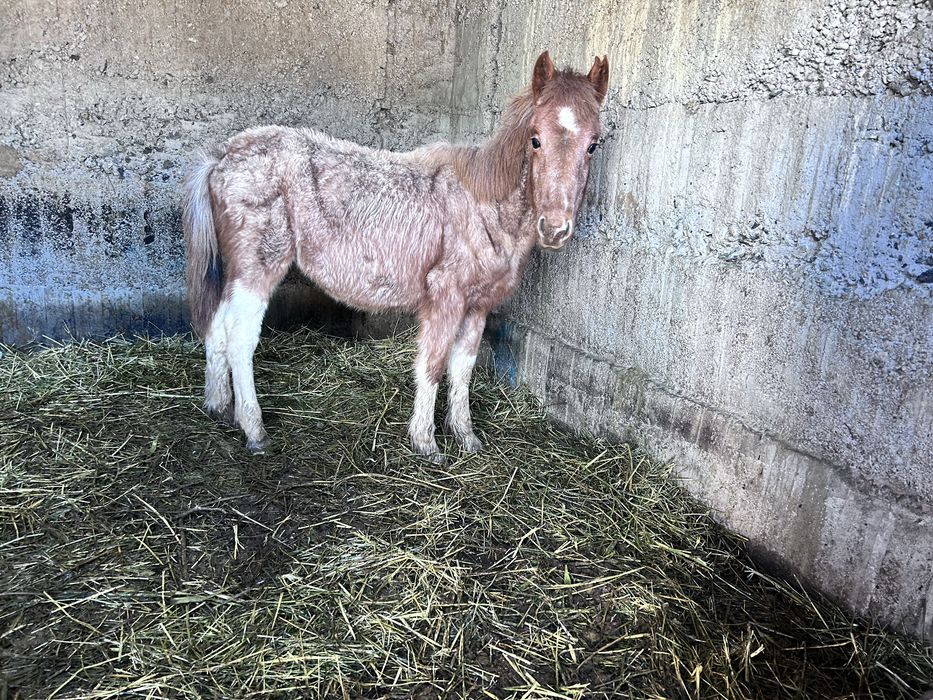 Ерке жабагы тай жеребенок Мальчик
