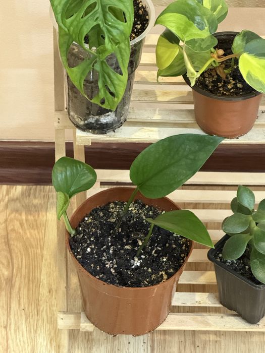 Набор из 6 отростков