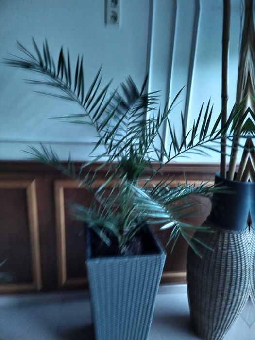 Финикова палма 100-120 см висока