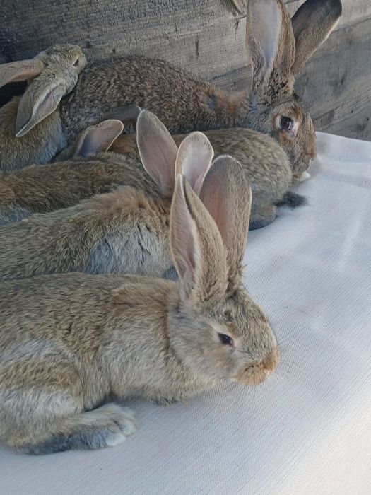 Iepuri urias german si berbec german