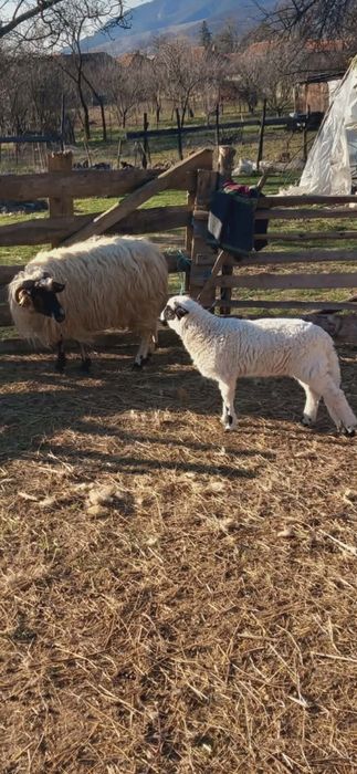 Vind  o mioara cu miel și un berbec si 2 noatine breze