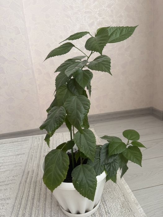 Продам цветы  не дорого
