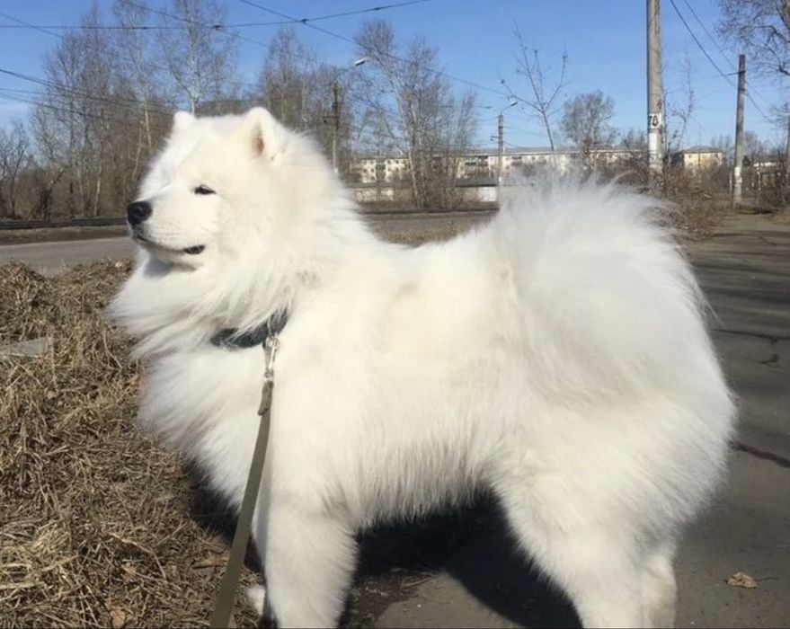 Вязка кобель самоед