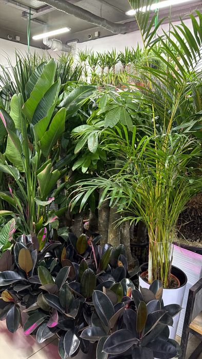 Крупные растения на подарок