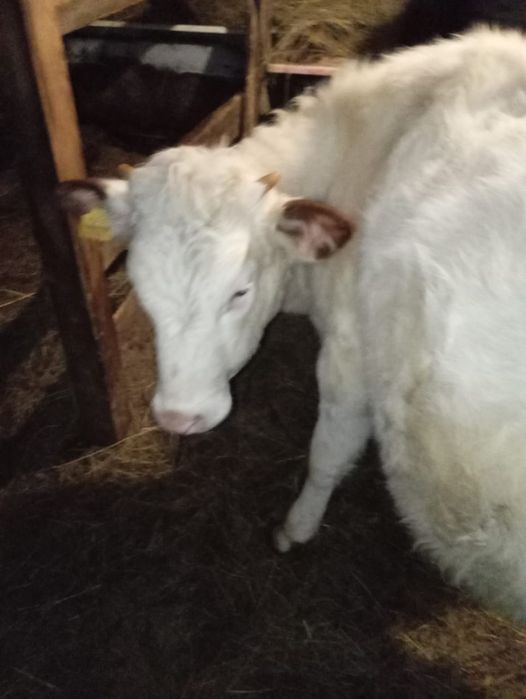 Продам 3-х телят