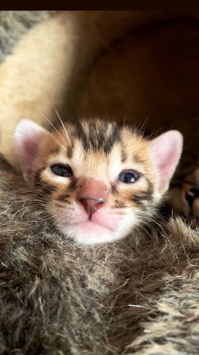 Чистокровные клубные бенгальские котята