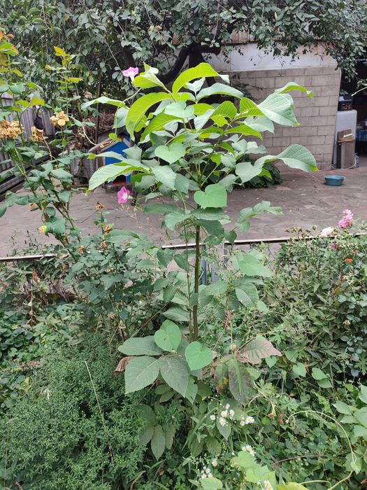 Грецкий орех саженцы.Дуб саженцы