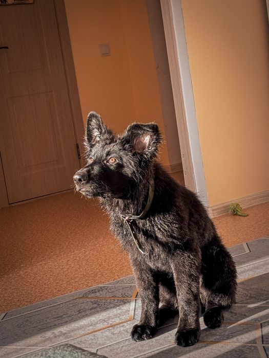 Продам щенка немецкой