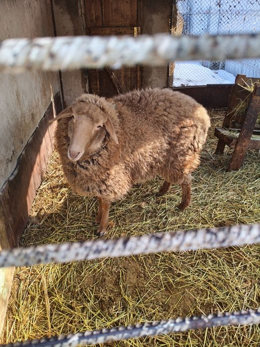 Продается барашек