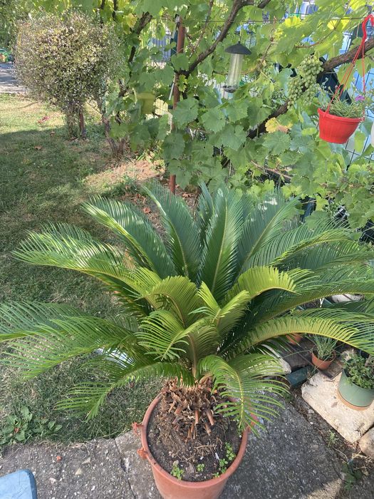 Palmier Cycas revoluta