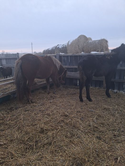 Продам кобылу жеребую с жеребенком