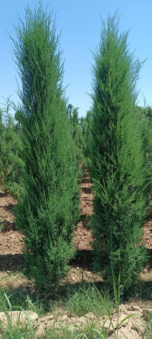 5 йиллик стрижка можжевельник арча