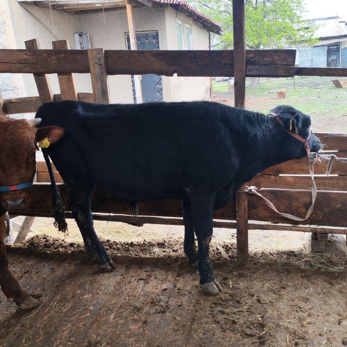 Бык бука сатам парода ангус