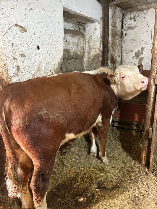 Продам бычков бело головые