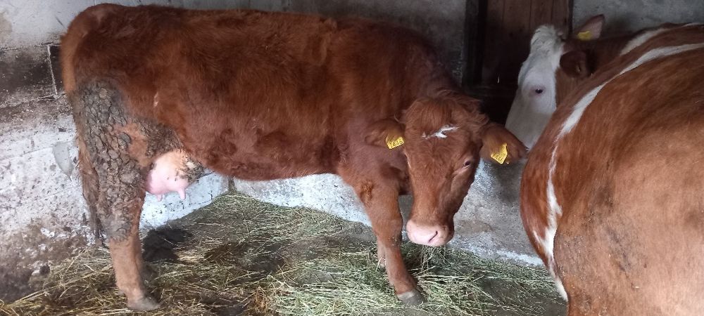 Vaca Limousine metis la prima fatare