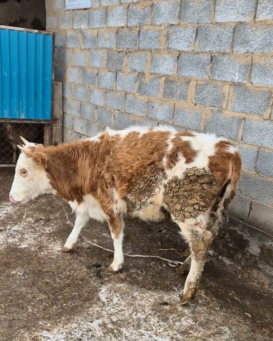 Семіз тайынша сатылады