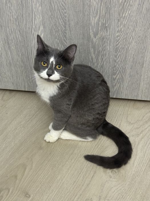 Отдам даром котёнка в добрые руки