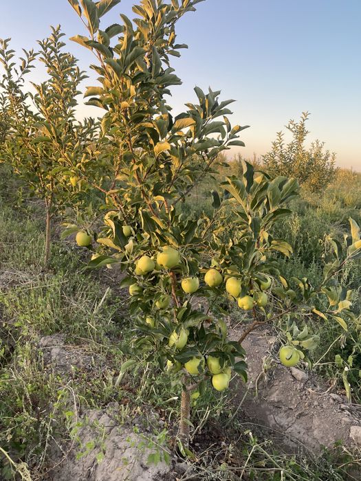 Продам землю 62 га