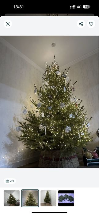 Жывие новогодние елки.