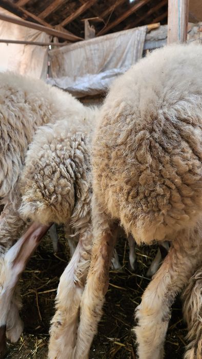 Vând 5 berbecuti assaf