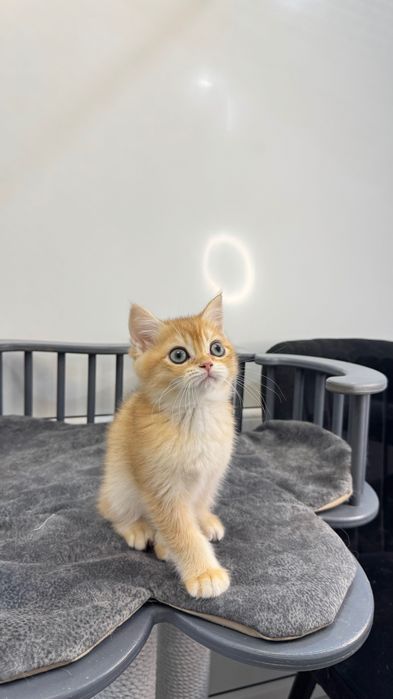 Pui de pisică British Shorthair, culoare golden, își caută o familie iubitoare.