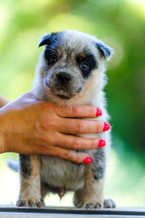 Australian Cattle Dog mascul