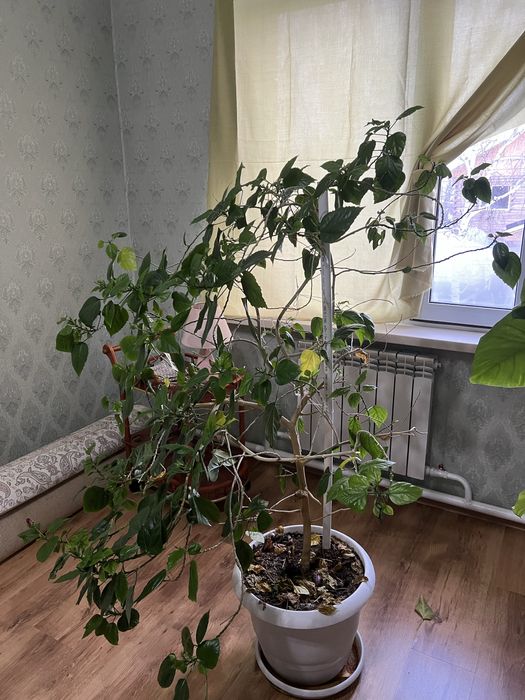 Китайская роза , роза , цветы