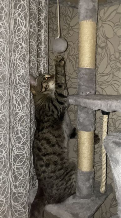 Кошечка в добрые руки