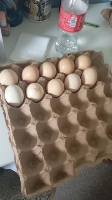 тауык жумырткасы