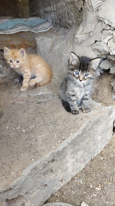 Котята г.Шу сибирская