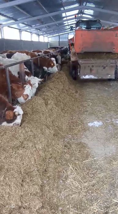 Vând 10 juninci între un an jumate și doi ani