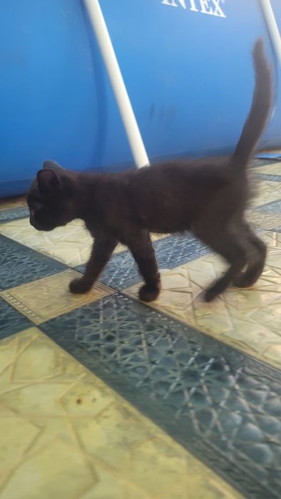 Zotdor mushuk bolalari