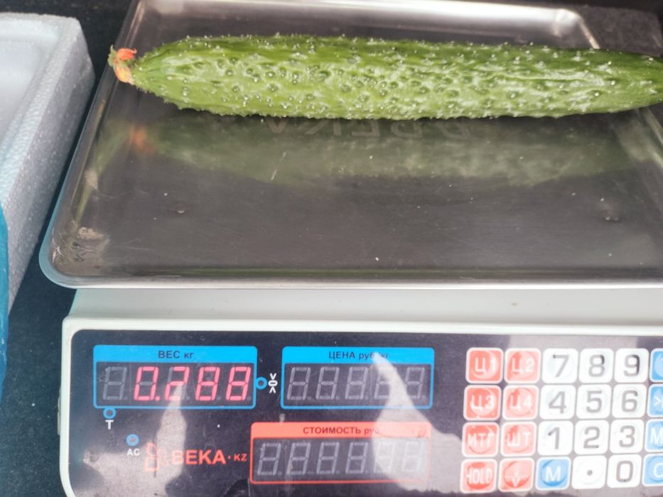 Свежие  огурцы и хрустящий