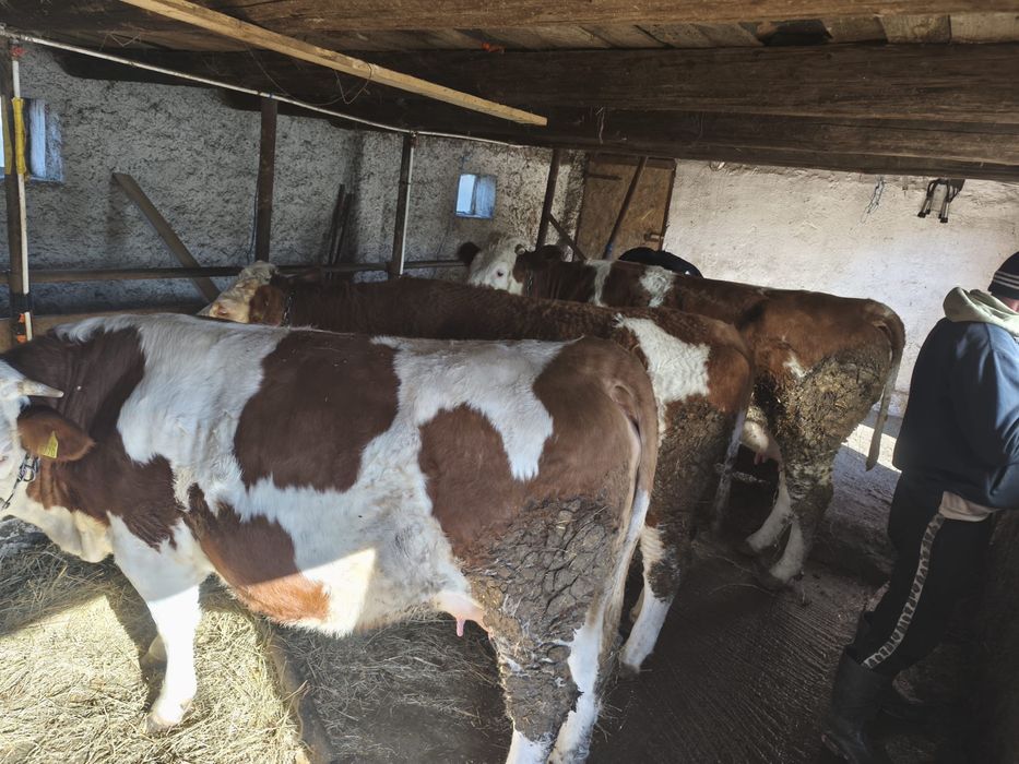 Vand vaci 2 juninci si una la a 2-a fătare