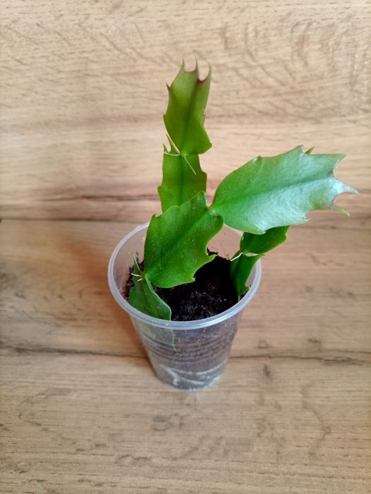 Шлюмбергера малиновая.