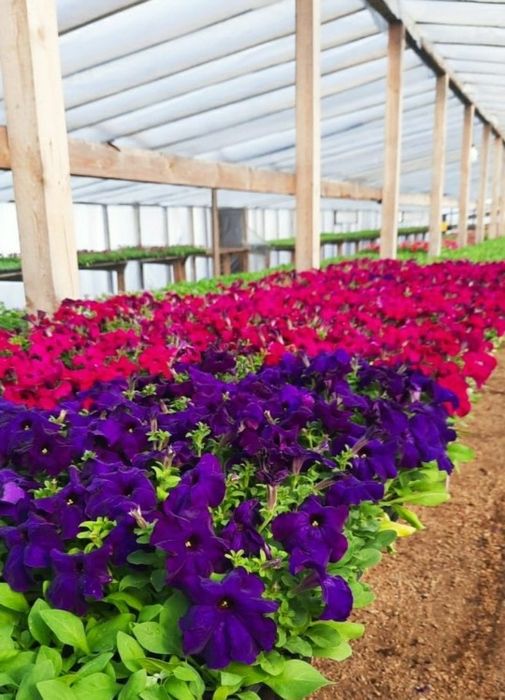 Рассада цветов. Петуния