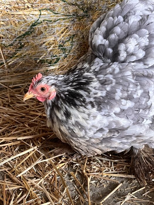 Продавам две петлета  мини кохин