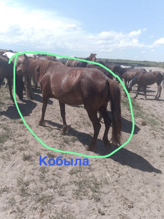 Продам лошадей срочно