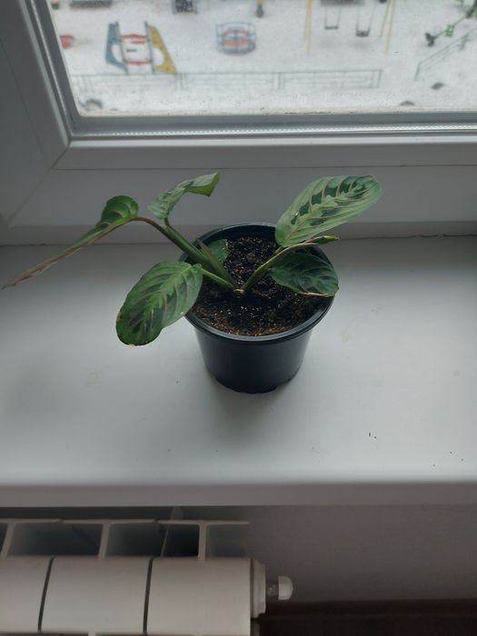 Продам комнатные цветы.