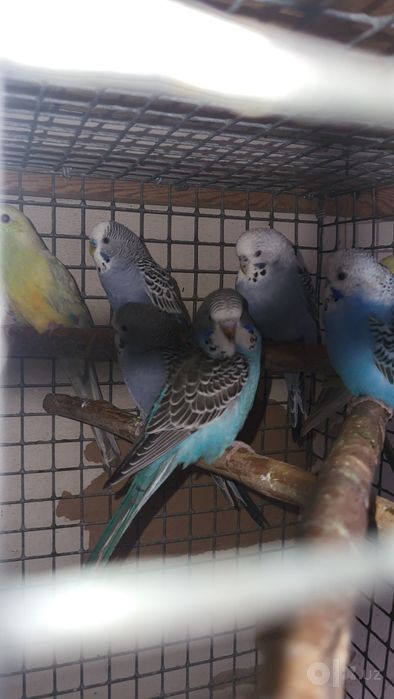 Продоются попугаи пепчи