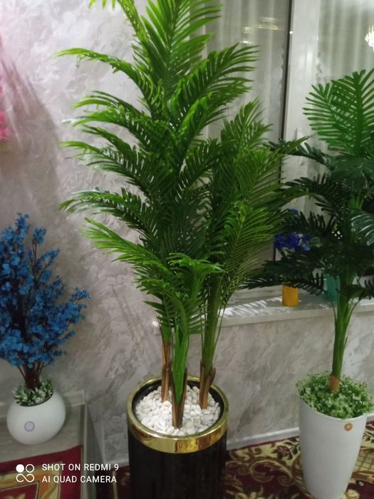 Uy va ofis uchun mahobatli Palma daraxti sotiladi