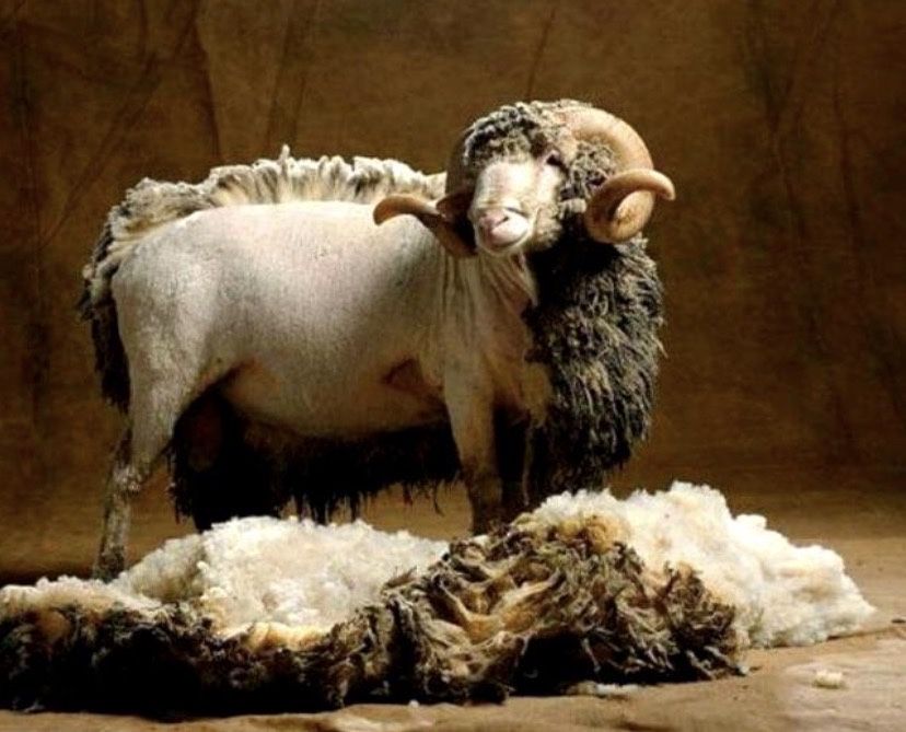 Қой қозы қырқу машинкамен