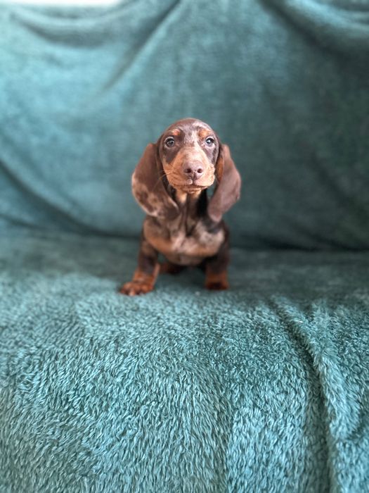 Mascul teckel cu Certificat Pedigree FCI