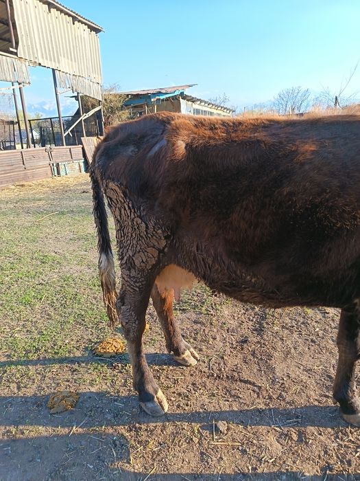 Продам молочную корову