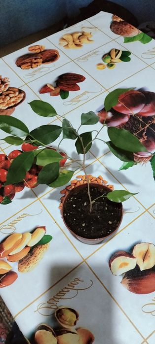 Фикус Бенджамина.