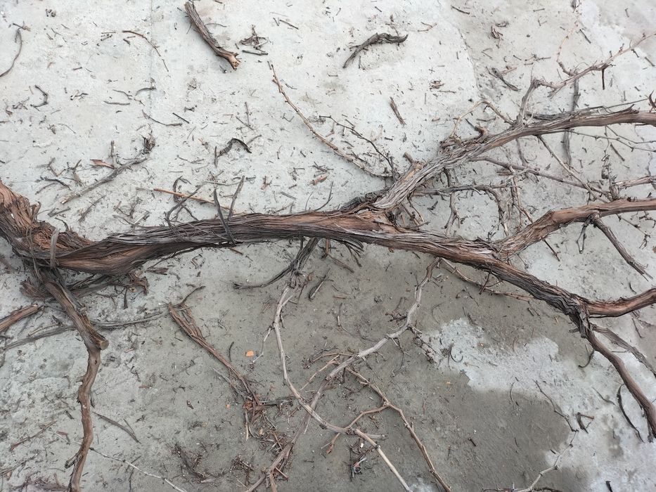 Oʻtin arzonroq narxda sotiladi.