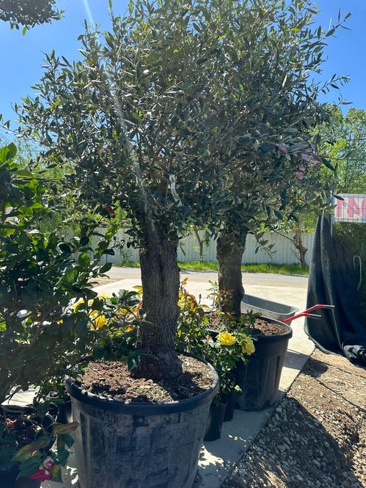 Grădină amenajata cu stil, plante ornamentale, tuia, catalpa