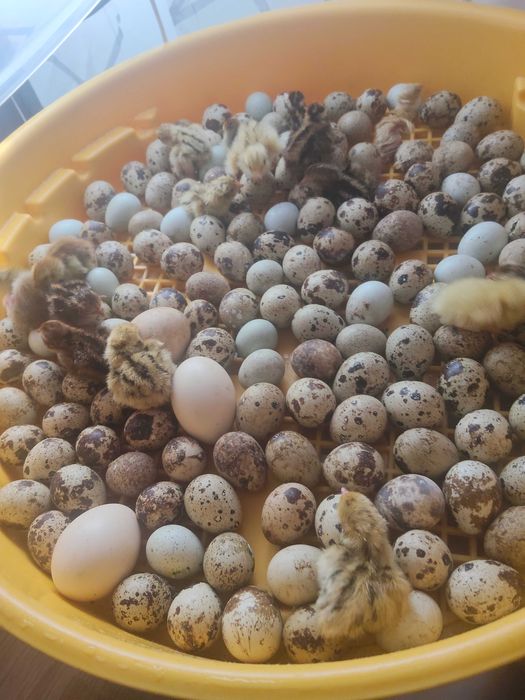 Oua de prepelita pentru incubat